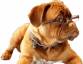 Lovable English Mastiff Puppies